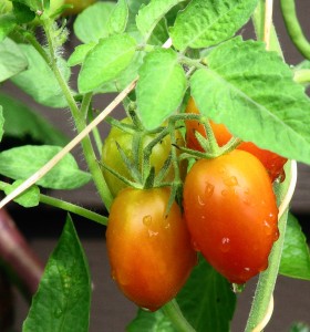 gart_tomaten